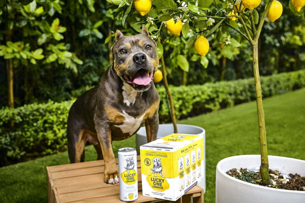 High Noon's Lucky One Lemonade Making Tails Wag - Kramer Bev